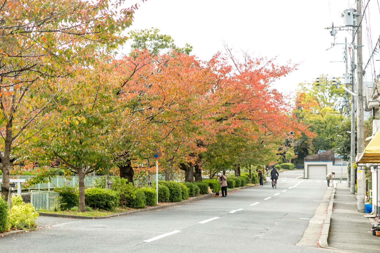 京都盆地の桜紅葉と冬の虹 ― 瓜生山歳時記#51