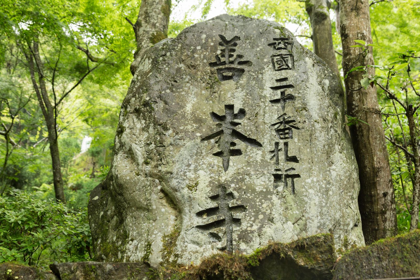 一万本の紫陽花咲く善峯寺と桂昌院—嘯月 朝の露[京の暮らしと和菓子