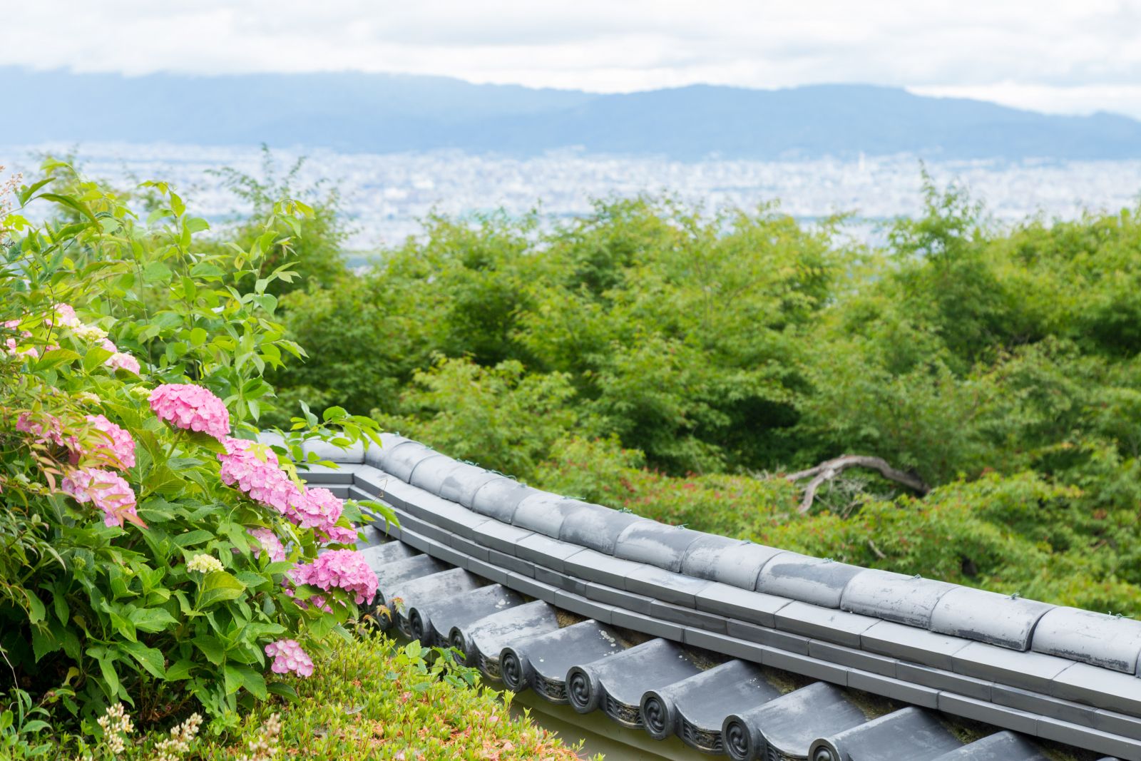 一万本の紫陽花咲く善峯寺と桂昌院—嘯月 朝の露[京の暮らしと和菓子