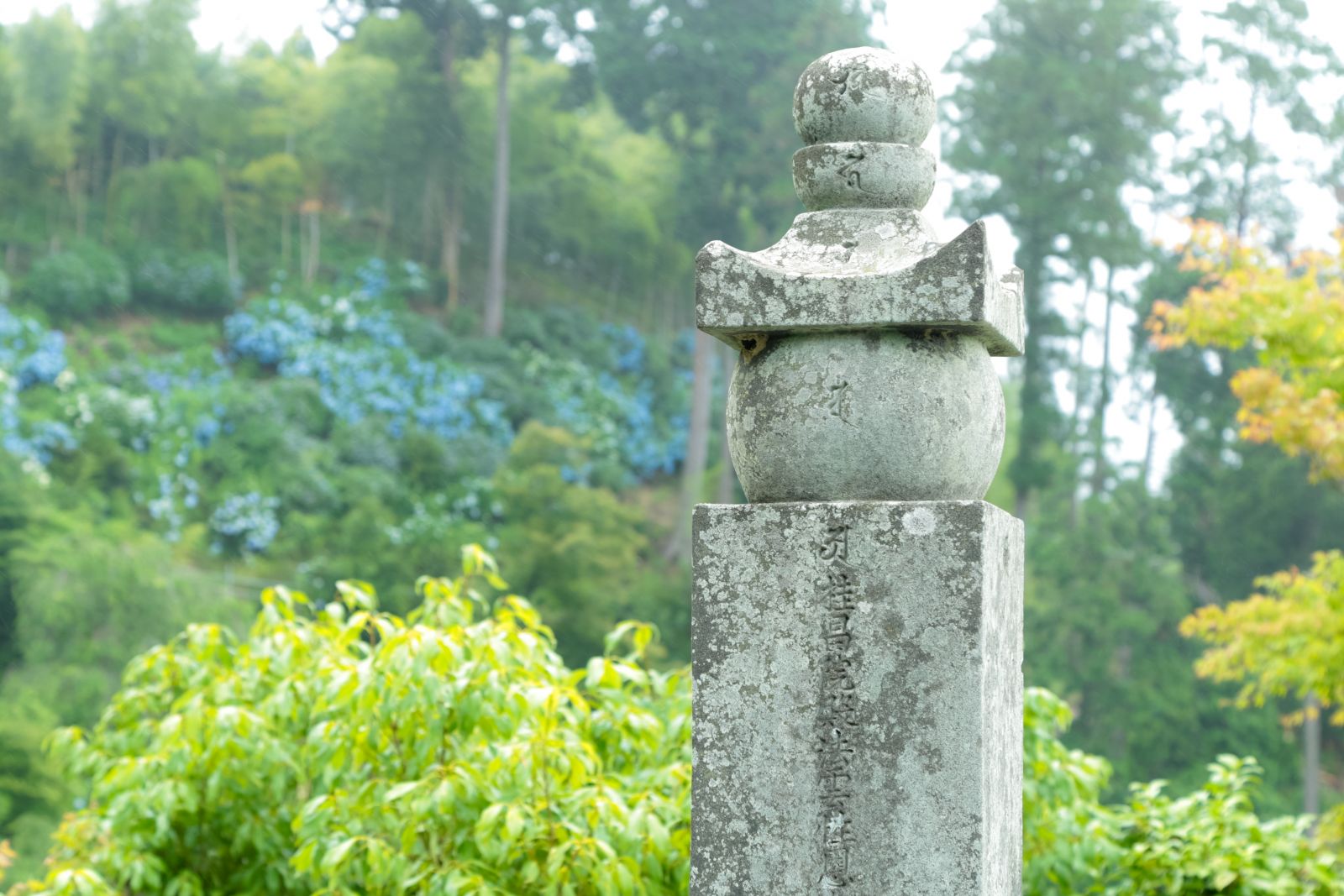一万本の紫陽花咲く善峯寺と桂昌院—嘯月 朝の露[京の暮らしと和菓子